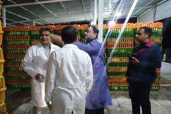 نظارت بهداشتی دامپزشکی در کشتارگاه طیور ضامن سلامت عمومی شهروندان